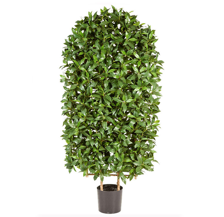 درختچه برگ بو